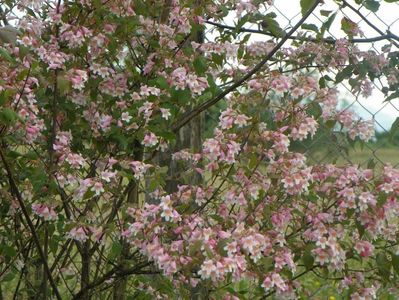 kolkwitzia amabilis Pink Cloud