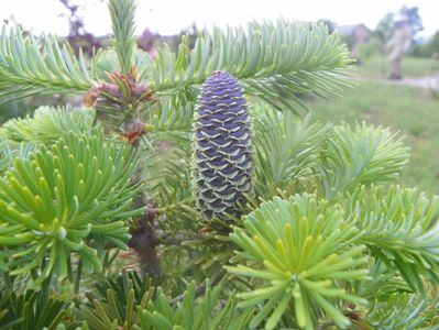 abies koreana