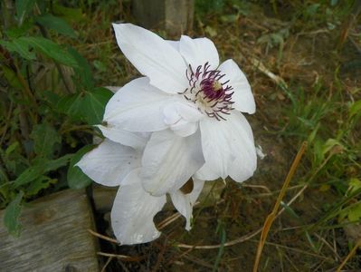 clematis Miss Bateman