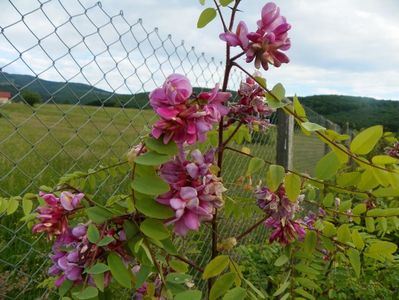 robinia hispida