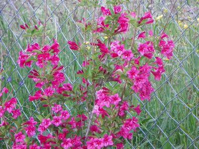 weigela Eva Rathke