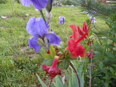 azalea Feuerwerk