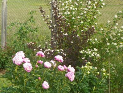 physocarpus Diabolo si Sorbet