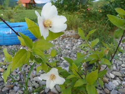 philadelphus Belle Etoile