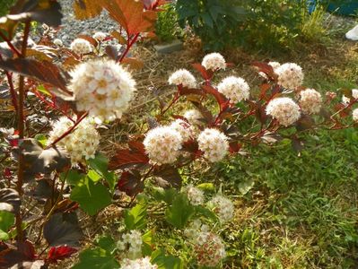 physocarpus Diabolo 2 in 1