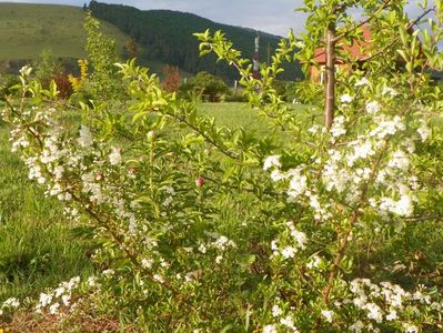 pyracantha Soleil d'Or