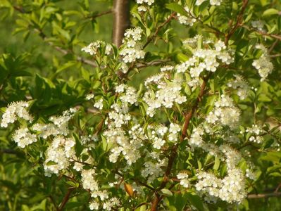 pyracantha Soleil d'Or