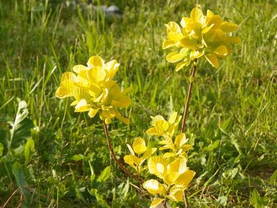 cotinus coggyria Golden Spirit