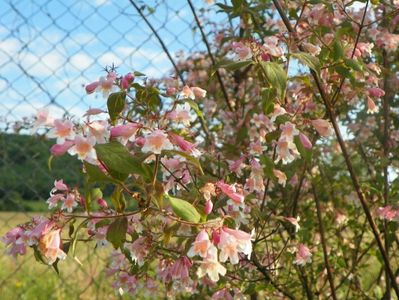 kolkwitzia amabilis Pink Cloud