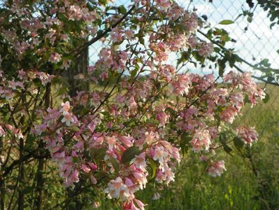 kolkwitzia amabilis Pink Cloud