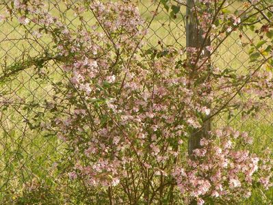 kolkwitzia amabilis Pink Cloud