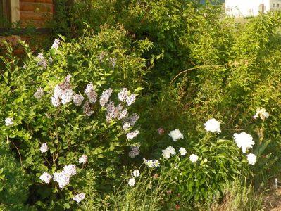 syringa Miss Kim si Boule de Neige