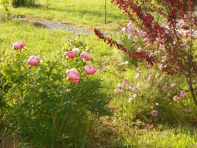 Coral Sunset si Burnet Irish Marbled