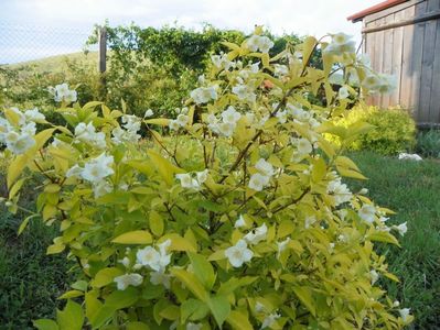 philadelphus aureus