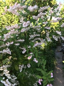 Deutzia