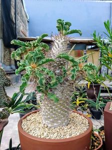 Pachypodium namaquanum