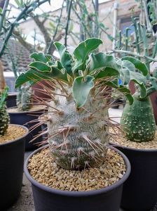 Pachypodium namaquanum