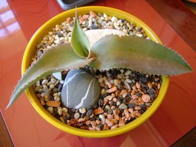 Agave gypsophila