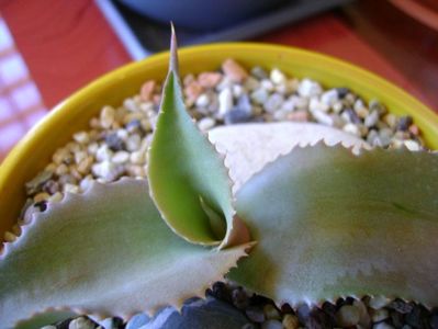 Agave gypsophila