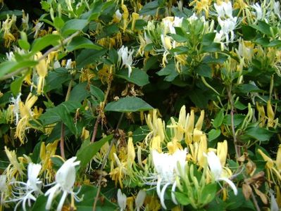 Lonicera caprifolium