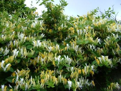 Lonicera caprifolium