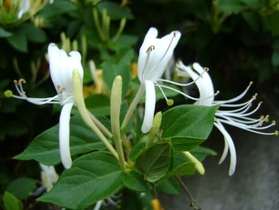 Lonicera caprifolium