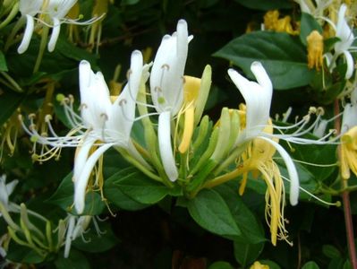 Lonicera caprifolium