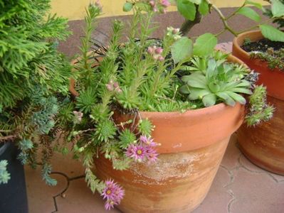 Sempervivum, flori