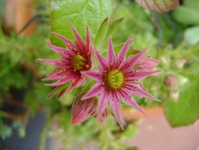 Sempervivum, flori