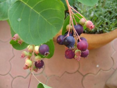 Amelanchier Lamarckii = Pomul cu stafide