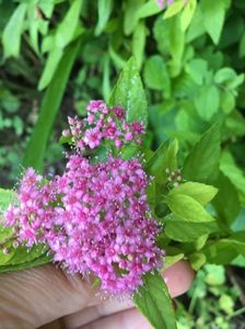 spiraea