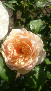 Abraham Darby