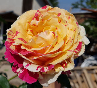 Vanille Fraise. Urcator; Bred by Robert Laperrière. Large-Flowered Climber. Moderate, fruity fragrance. Blooms in flushes throughout the season. Height (250 to 300 cm).
