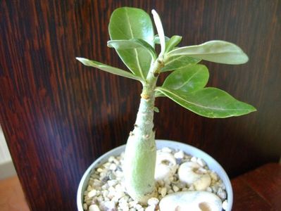 Adenium obesum “Star Of Black Night”