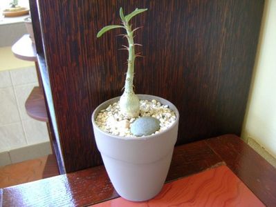 Pachypodium succulentum