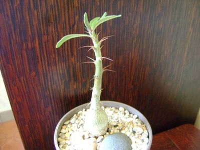 Pachypodium succulentum