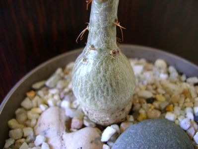 Pachypodium succulentum, detaliu