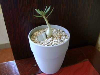 Pachypodium bispinosum