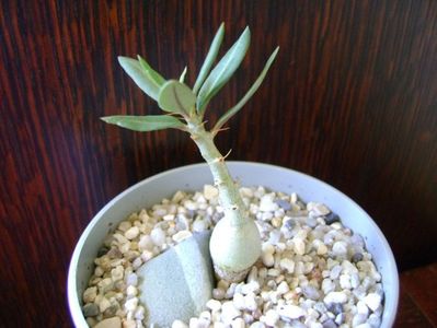 Pachypodium bispinosum