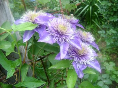 Clematis Multi Blue