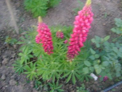 Lupin