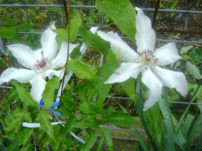 clematis beautiful bride; semiumbra,grupa b tundere usoara,flori mai-iulie,august,zona 4-8,floare 28 cm
