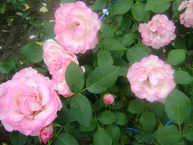 bordure rose