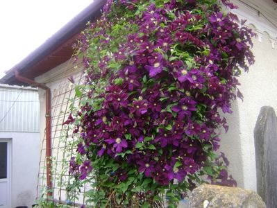 Clematis Warszawska Nike