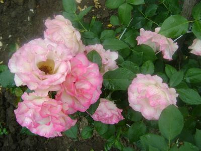 bordure rose