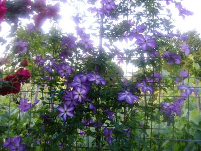 Clematis Venosa Violacea