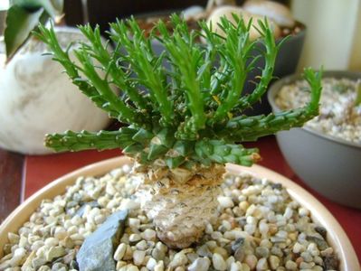 Euphorbia flanaganii