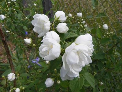 philadelphus Virginal