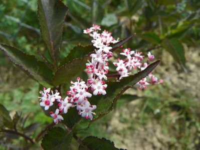 sambucus Guincho Purple