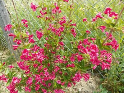 weigela Eva Rathke